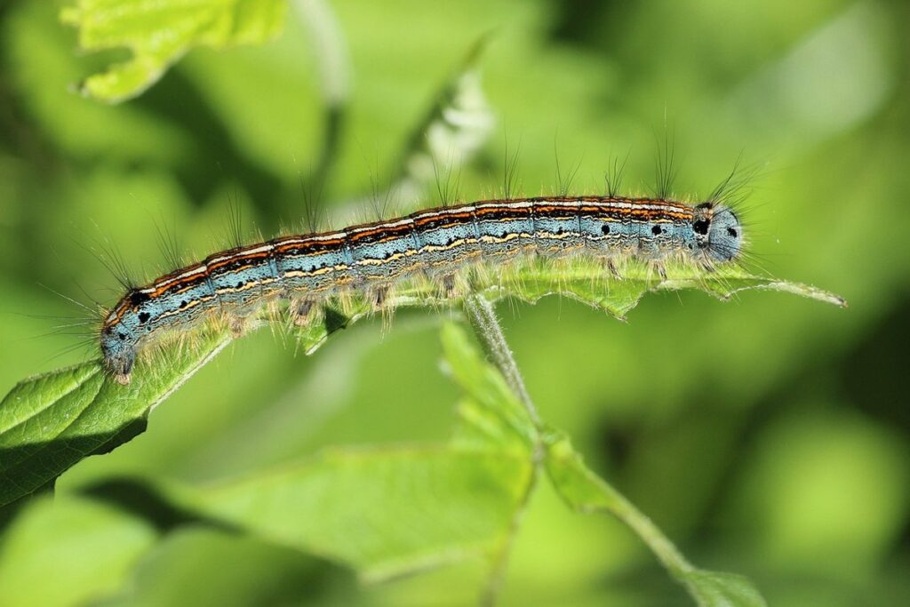 Rose caterpillar