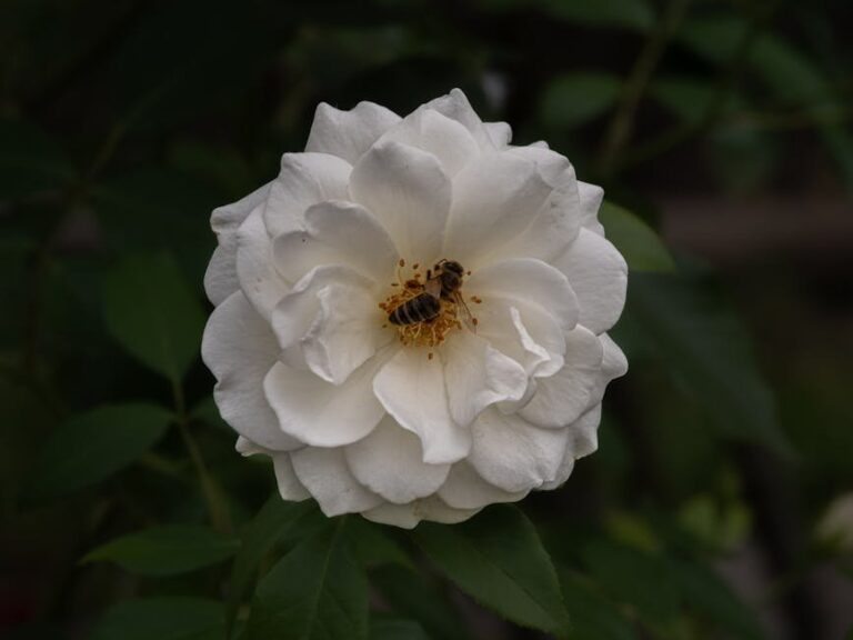 rose sawfly in bee gardens