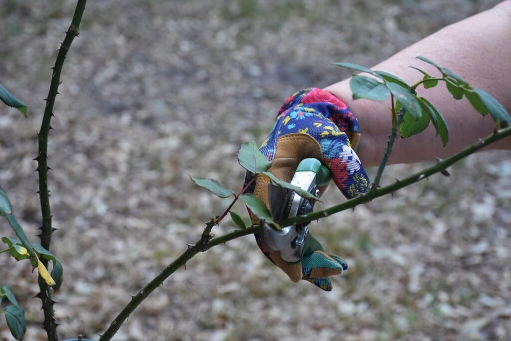 Rose trimming