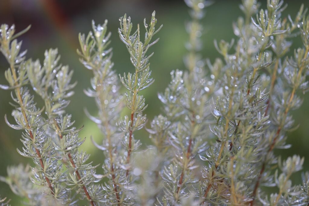 rosemary and honey