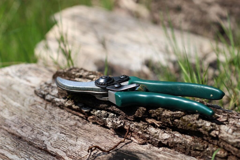 pruning roses how to for bee gardens