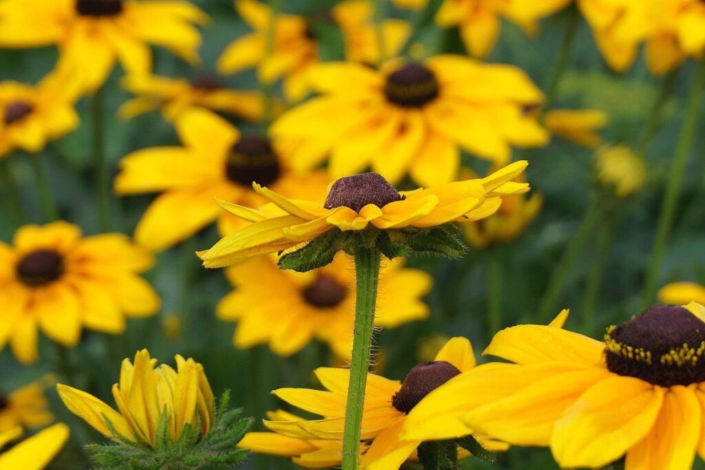 Rudbeckia bloom