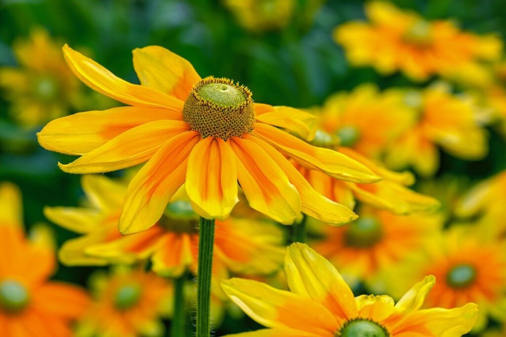 rudbeckia flower for pollinators