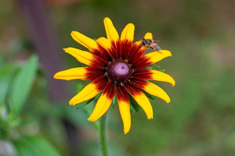 rudbeckia hirta for pollinators