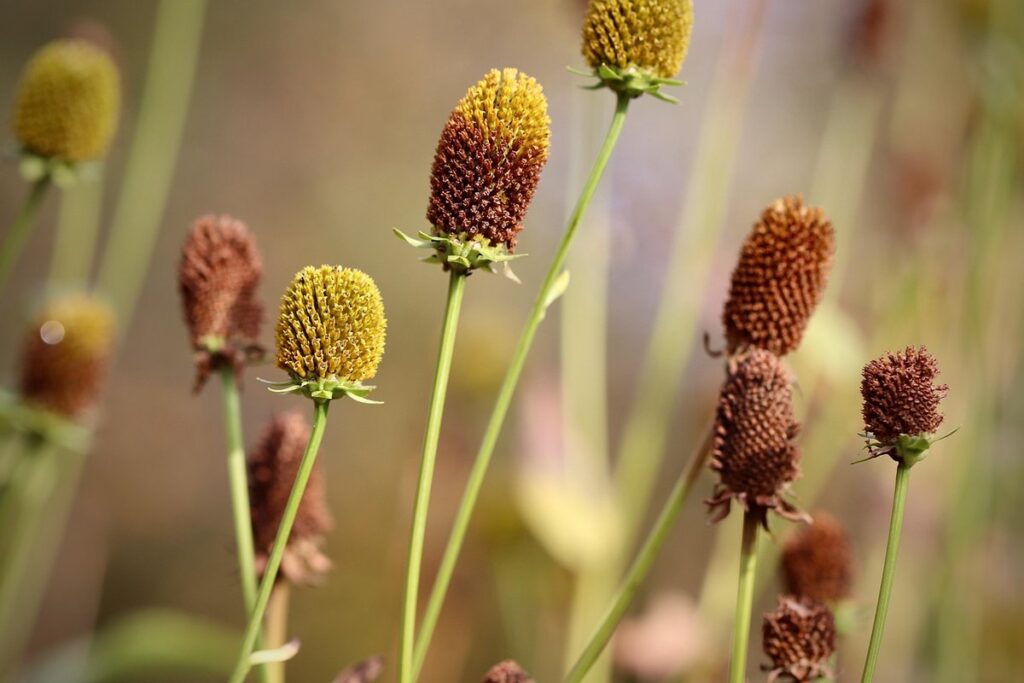 rudbeckia perennial varieties for pollinators