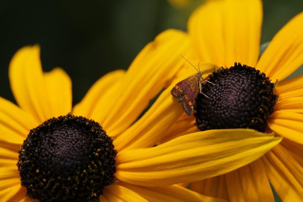 rudbeckias for pollinators