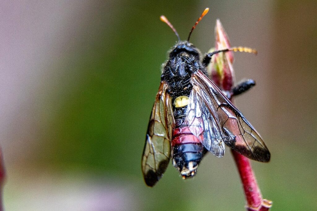 sawfly life cycle in apiary management