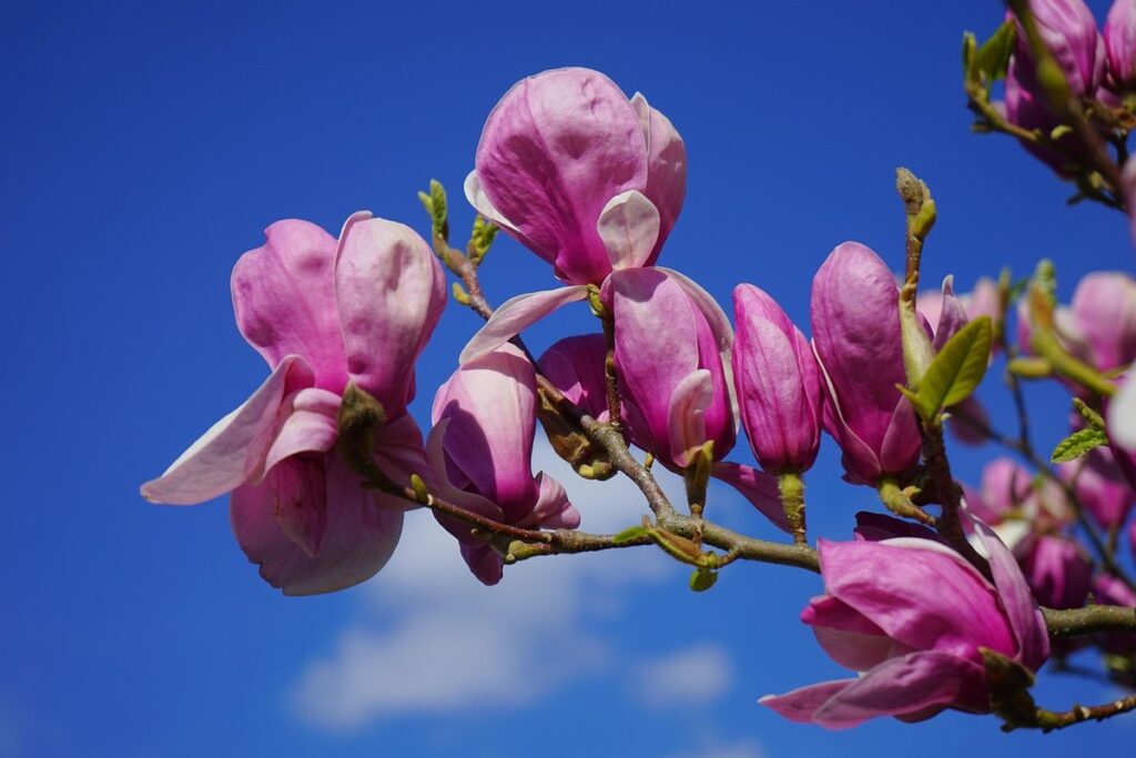 scale insects on magnolia near hives