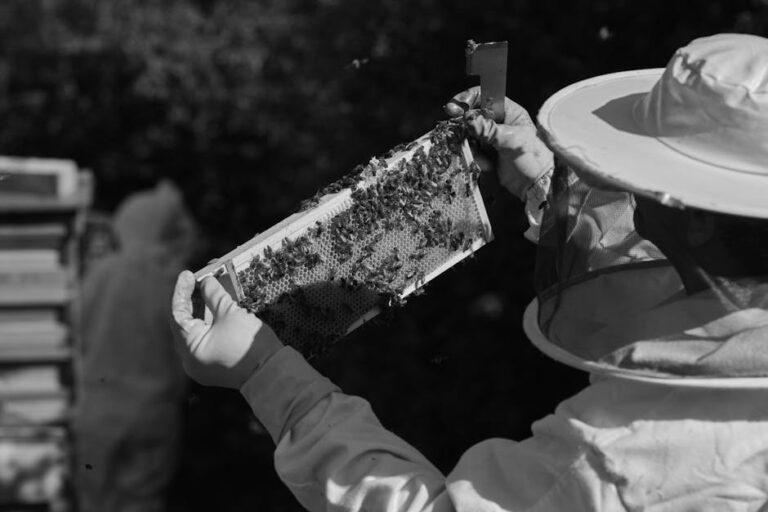 slugs in ontario in bee colonies