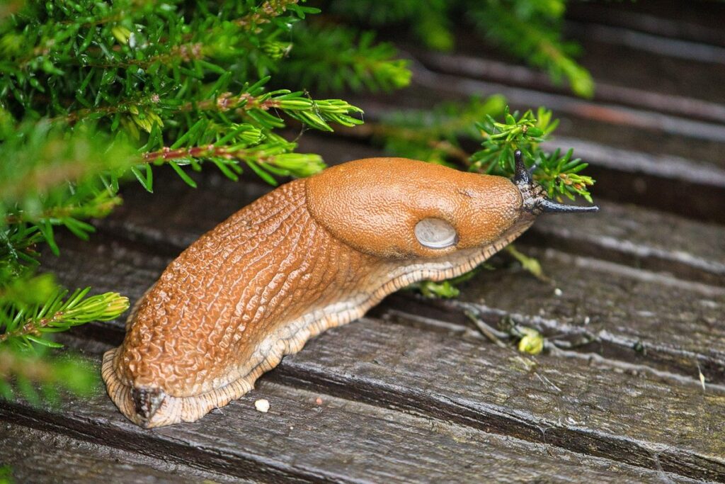 Slugs on roses