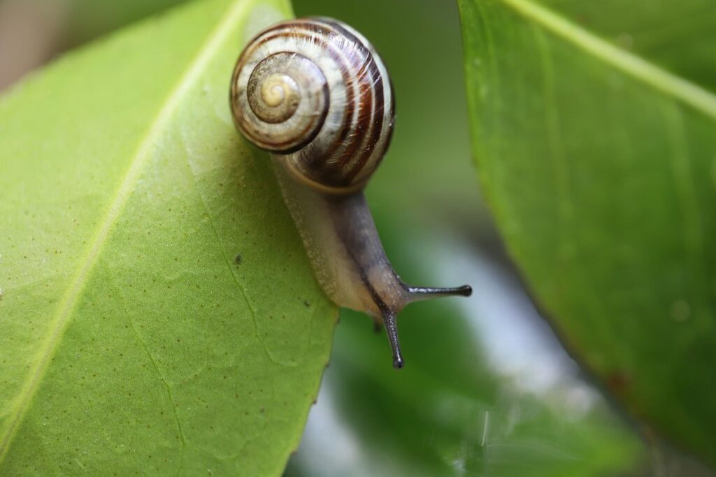 are snails beneficial to gardens for bees