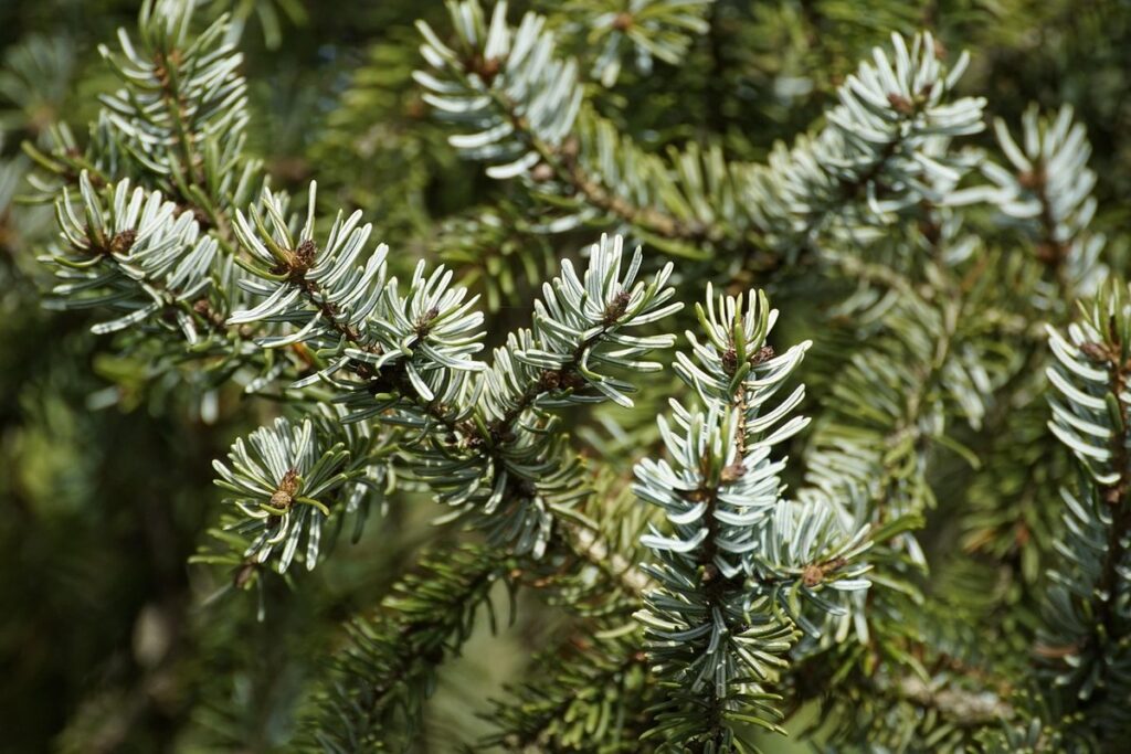 spruce needles for bee forage