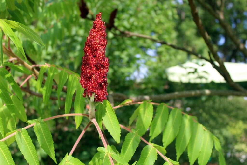 is the sumac tree poisonous for bees