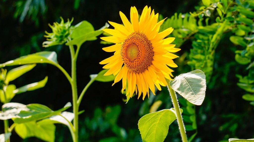 Tall weeds with yellow flowers