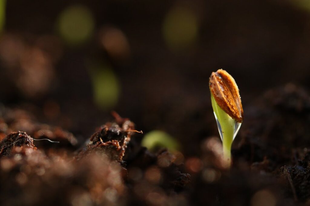 tomato seed germination days for bee gardens