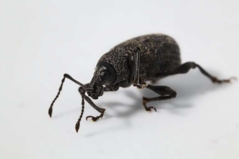 vine weevil in beekeeping