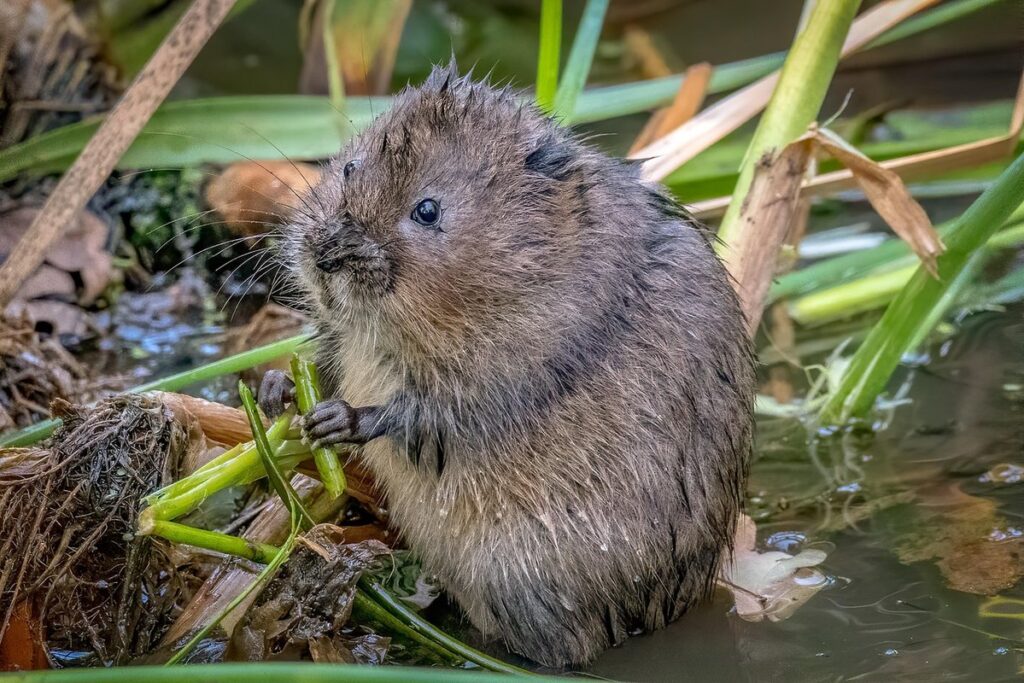 vole damage to lawn near hives