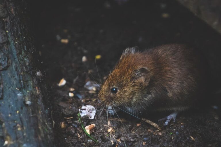 vole feces near hives