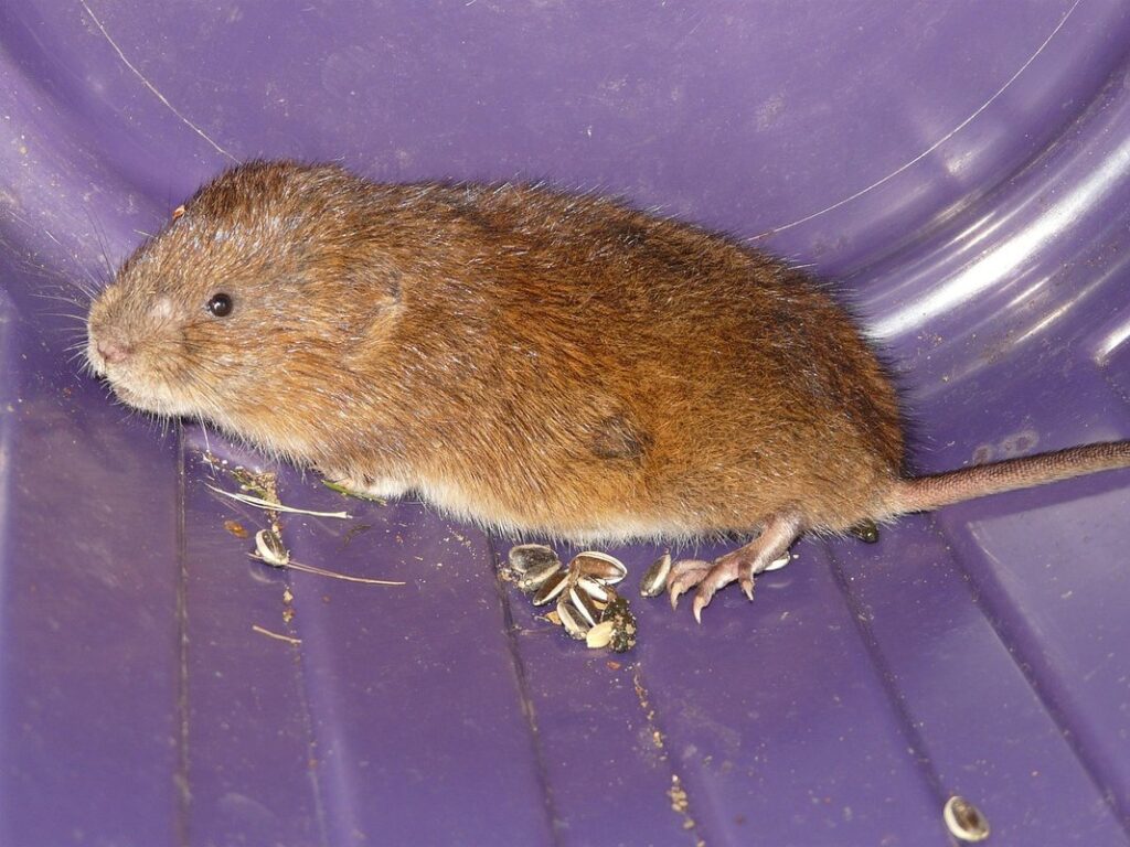 vole hole near hives