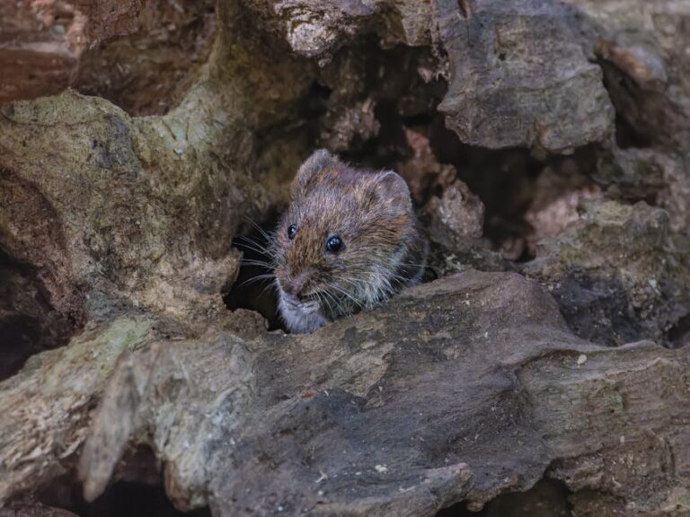vole holes near hives