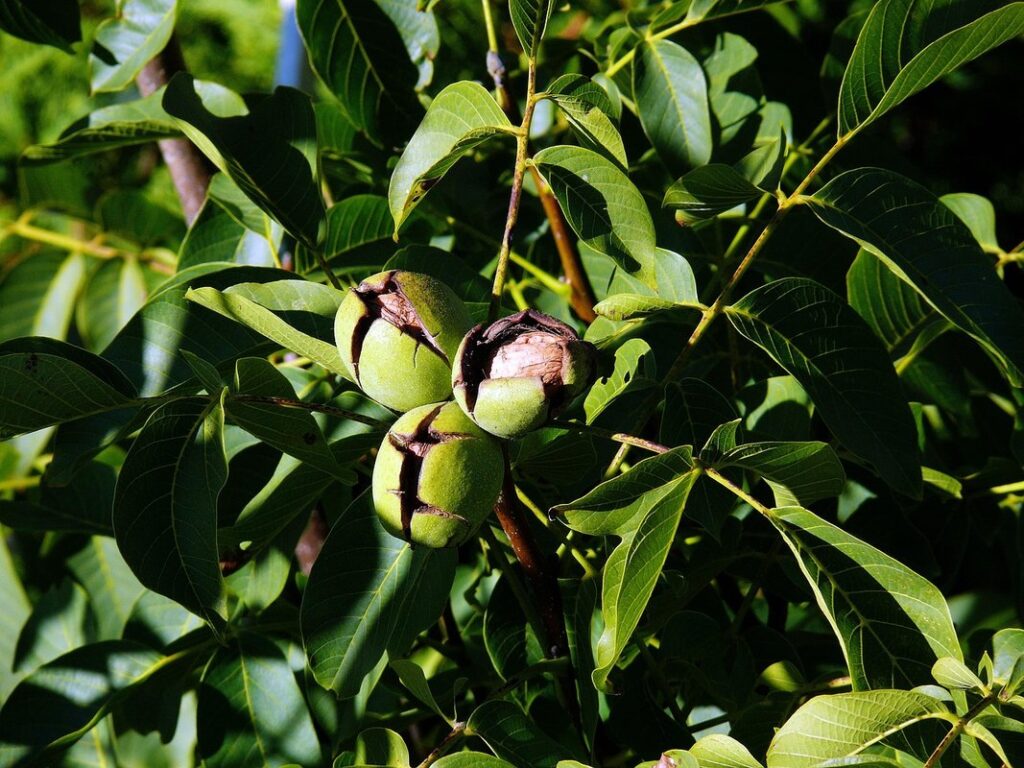 a walnut tree for bee forage