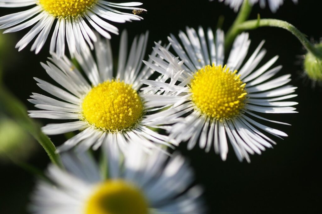 weed with yellow flowers for pollinators