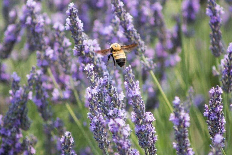 weeds in canada for bee health
