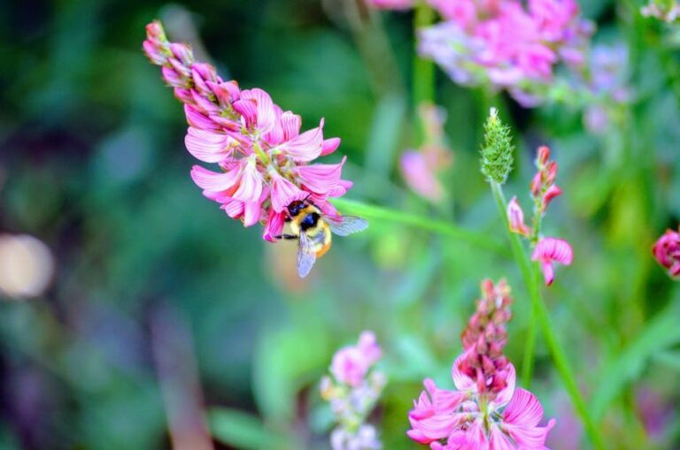 weeds in flowers for bees