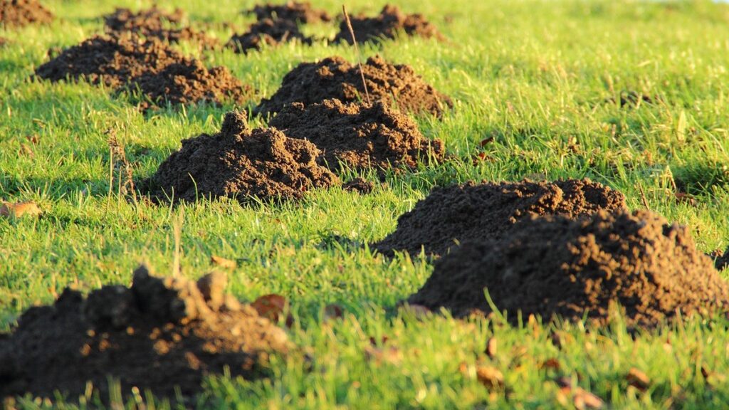 kinds of weeds in lawn for bees
