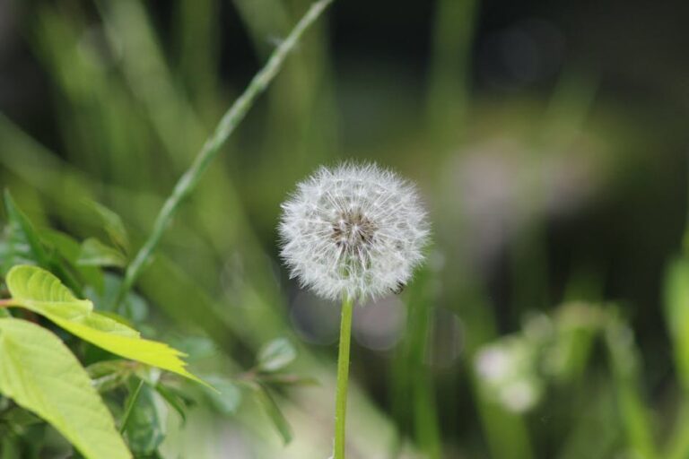 weeds in toronto for pollinators