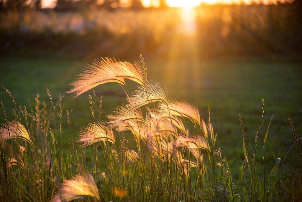 weeds of ontario for bee colonies
