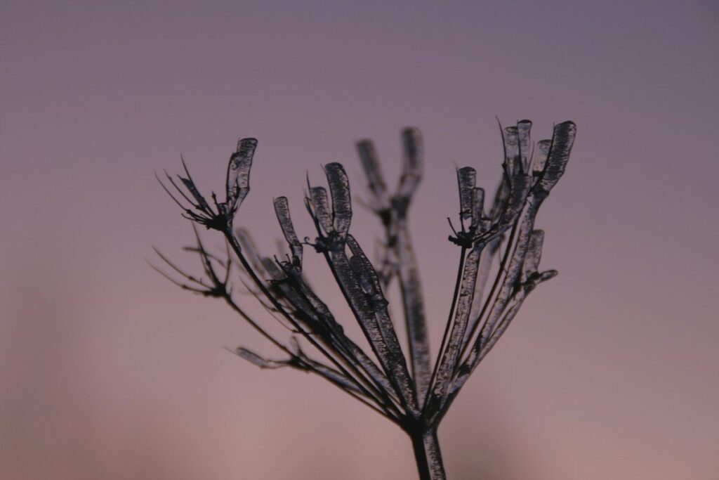 wild parsnip plant pictures for beekeepers
