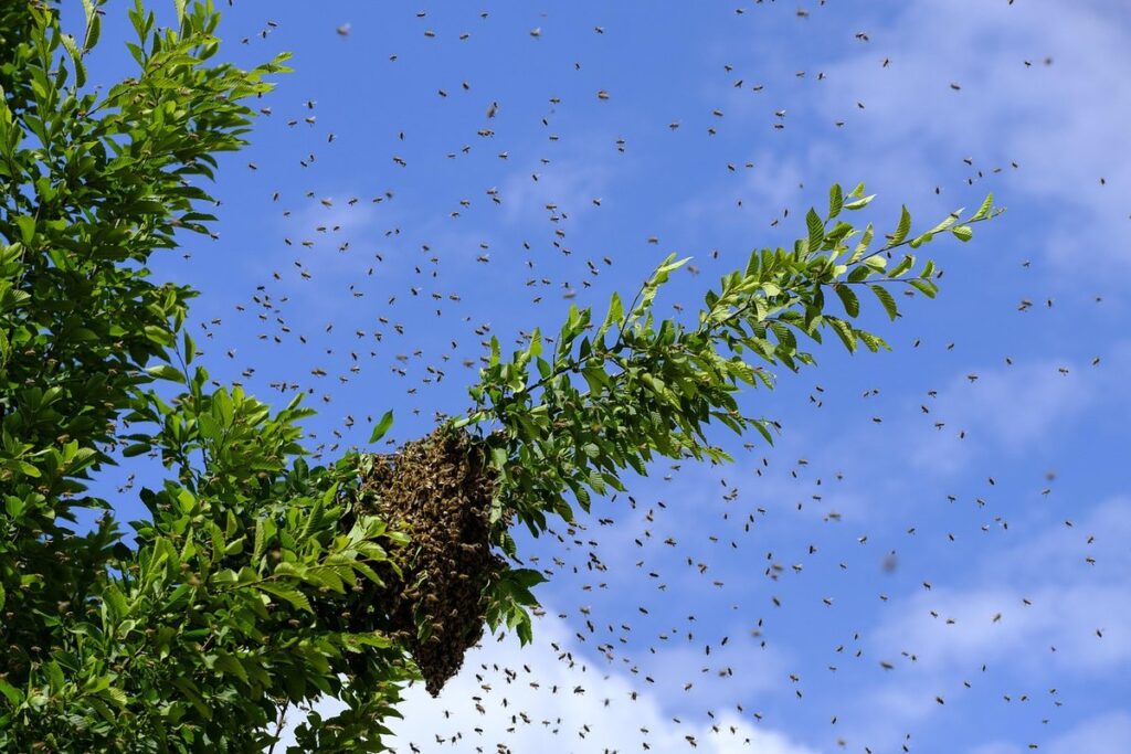 wild parsnip for beekeepers
