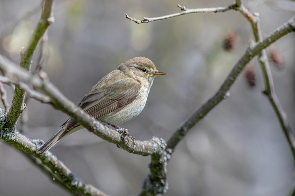 Willow leaf forage