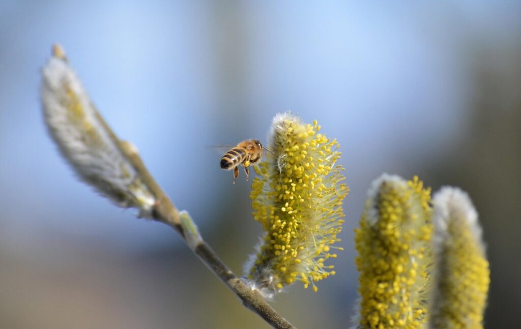 willow leaves for bee forage