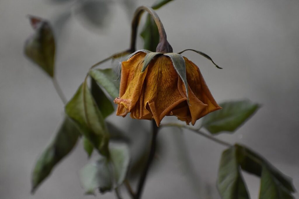 wilted clematis in bee gardens