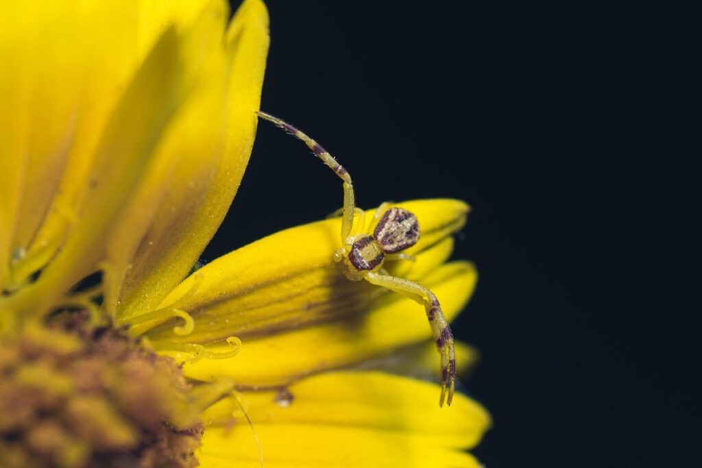 big yellow and black spider and bees