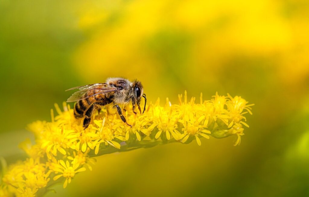 small yellow jacket looking bee