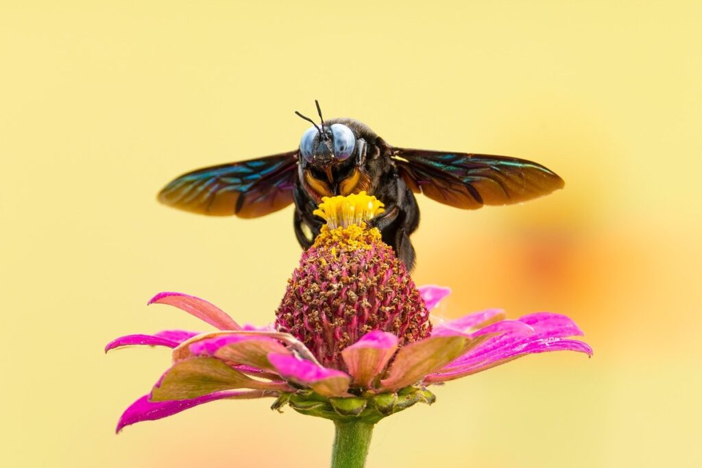 bee wasp or yellow jacket