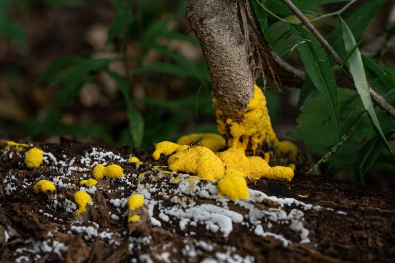 yellow slime mold in bee hives