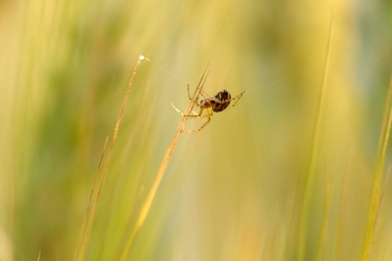 yellow spider canada and bees