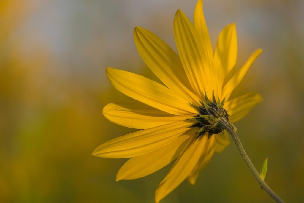 ontario wildflowers yellow for bees