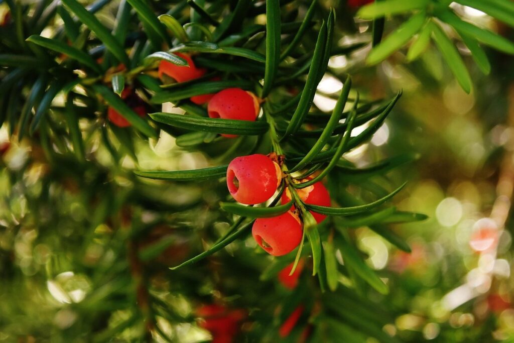 hicks yew ontario for bee forage