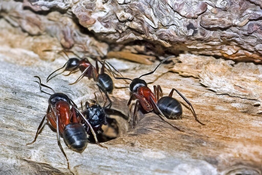 ant control around hives