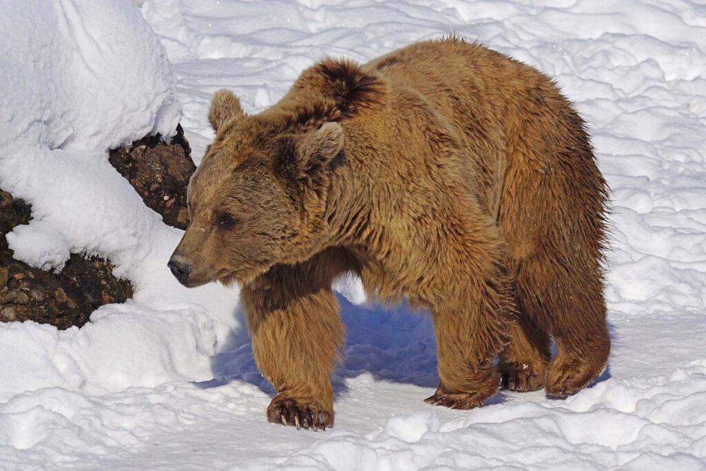 bear fence for apiary safety