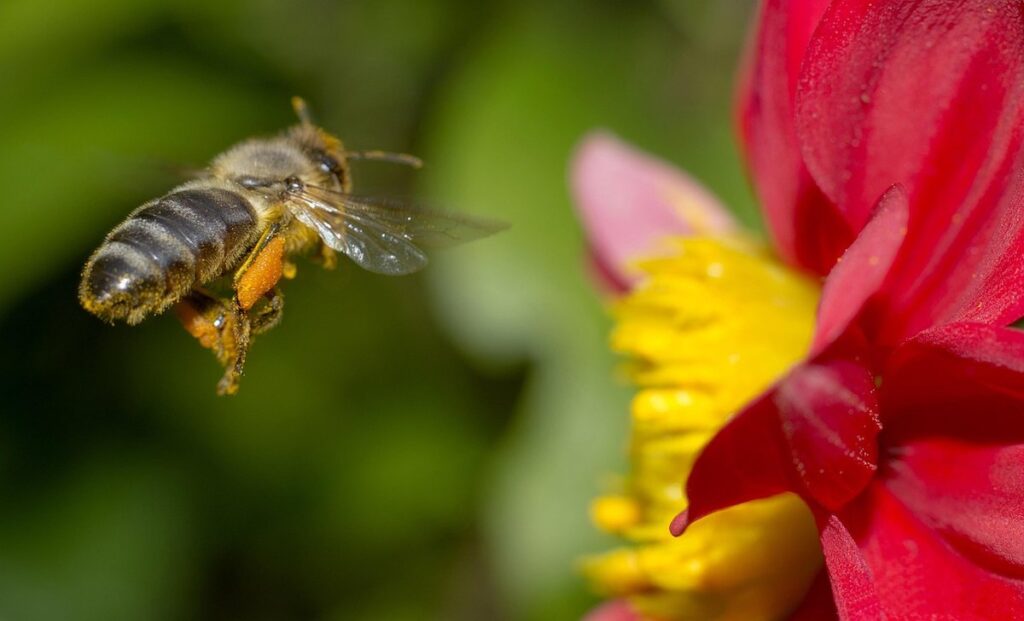 what does a bee do