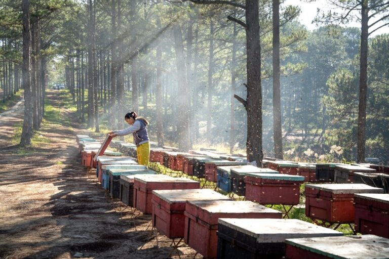 bee hives in trees