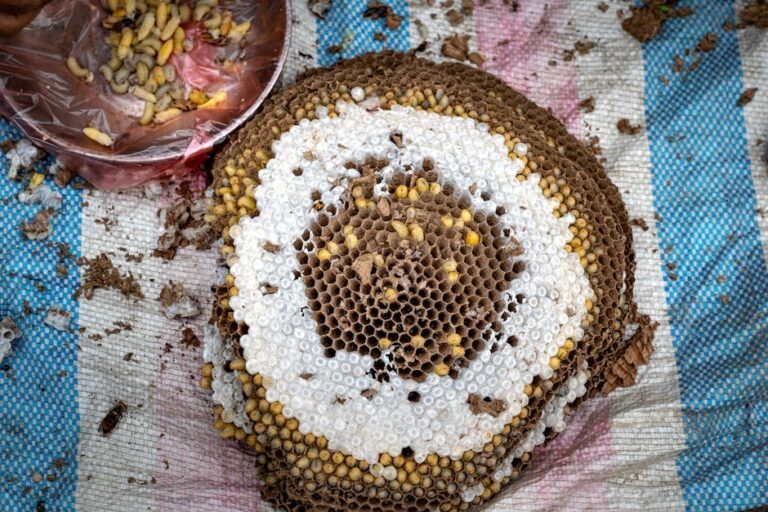 bee larvae vs eggs