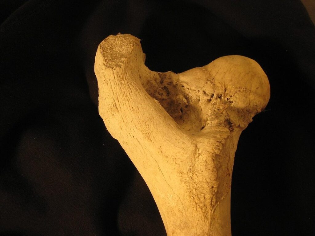 bee leg anatomy