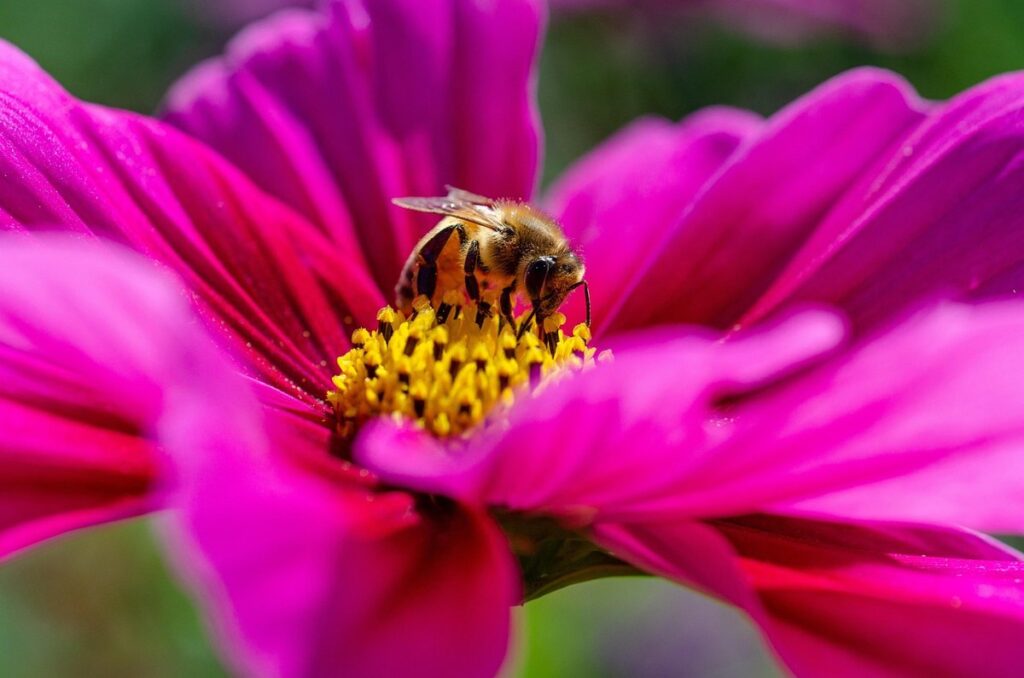 bee pollen baskets